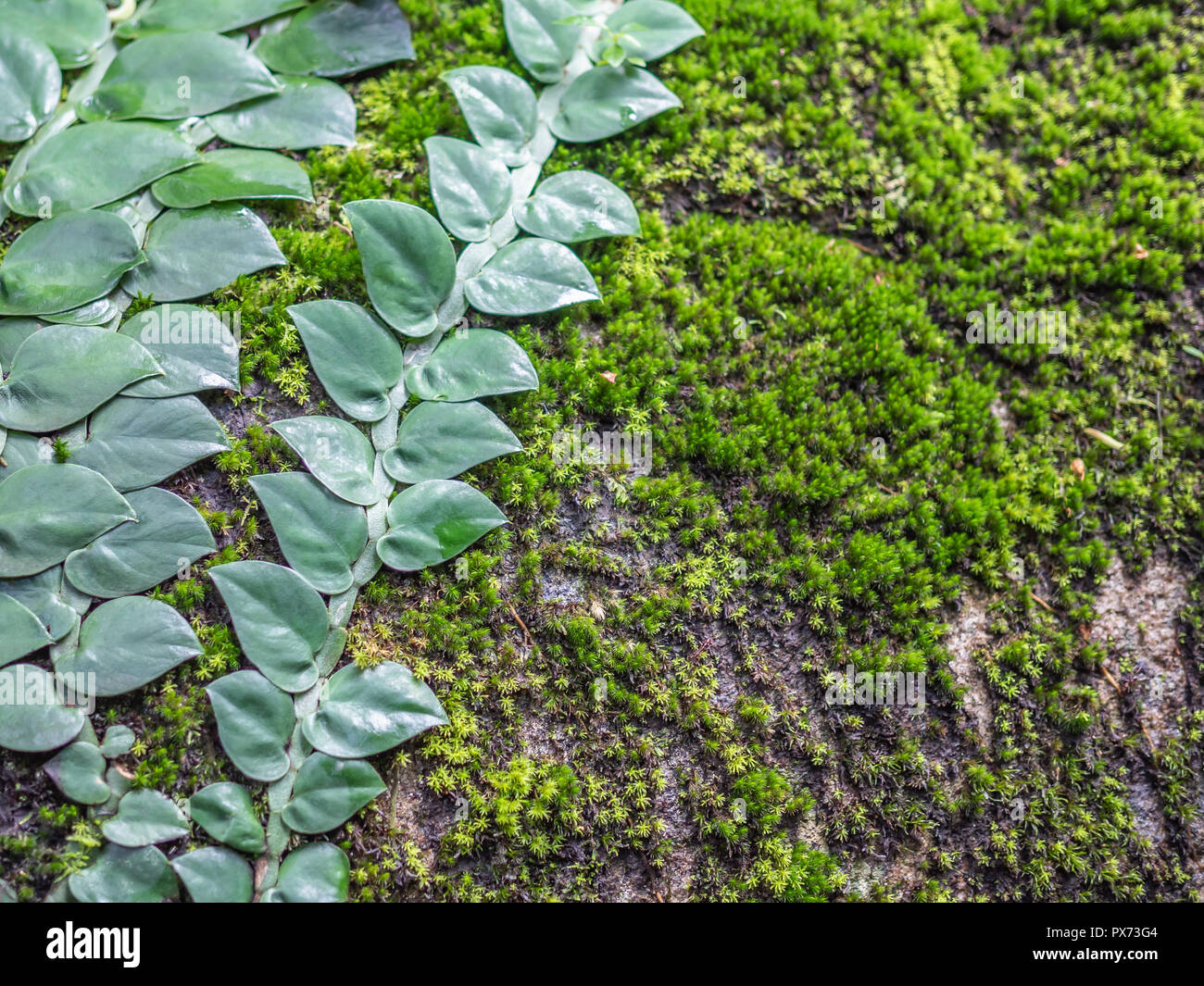 Rainforest creepers hires stock photography and images Alamy