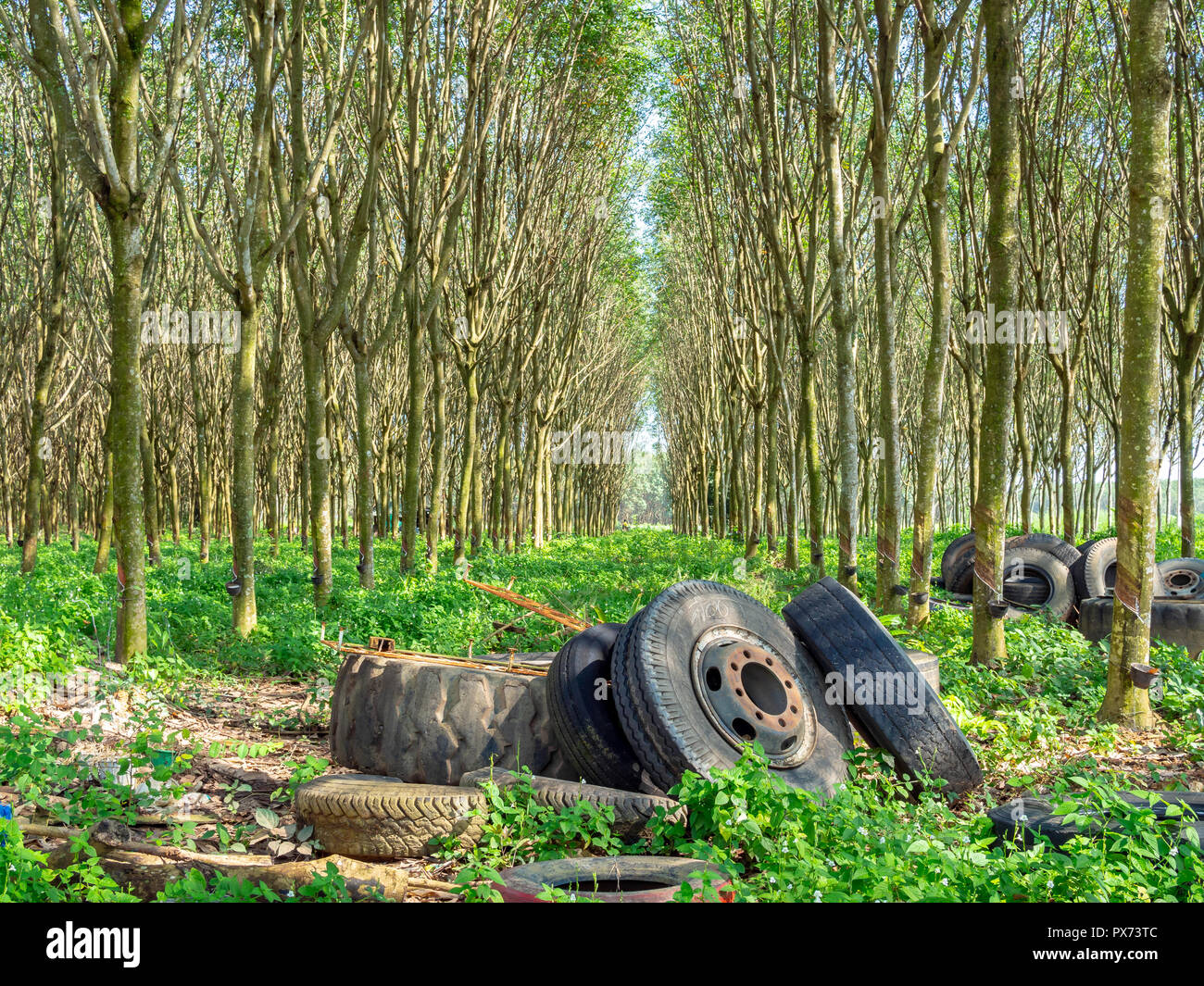 Old tires in rubber tree forest. Row of Rubber trees and bowl milky