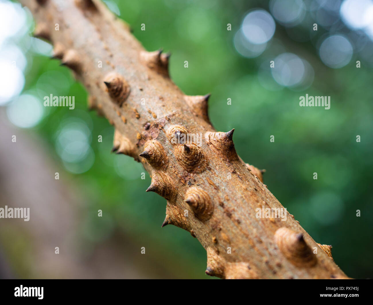 Close-up tree thorny branch in the rainforest on green nature background. Bombax ceiba tree. Stock Photo