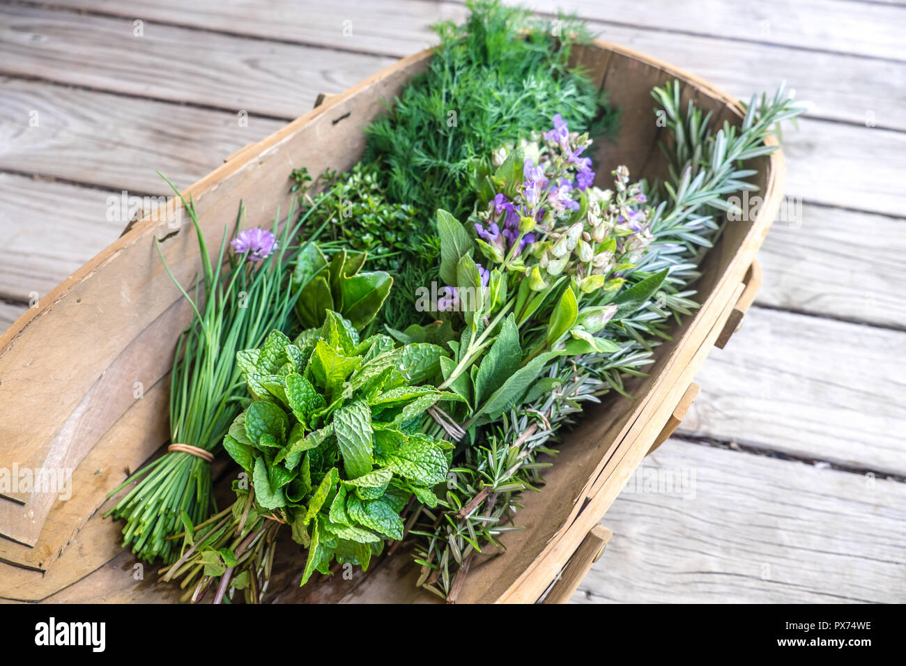 Herbs fresh from kitchen garden in harvest basket chives, mint, thyme
