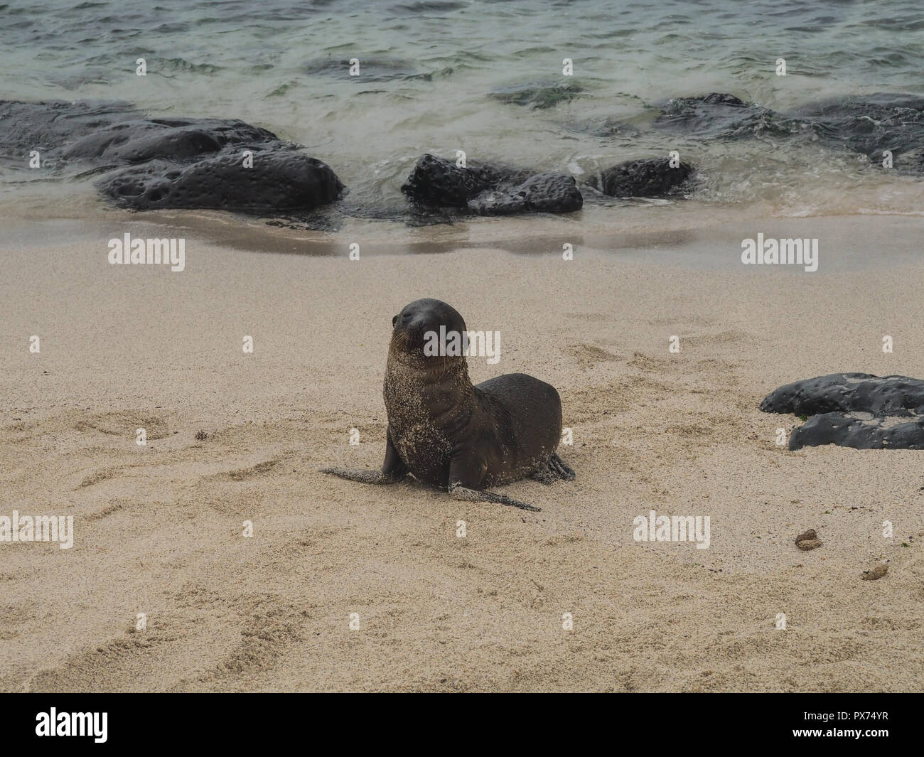 Baby seal on the beach in Galapagos, Ecuador Stock Photo Alamy