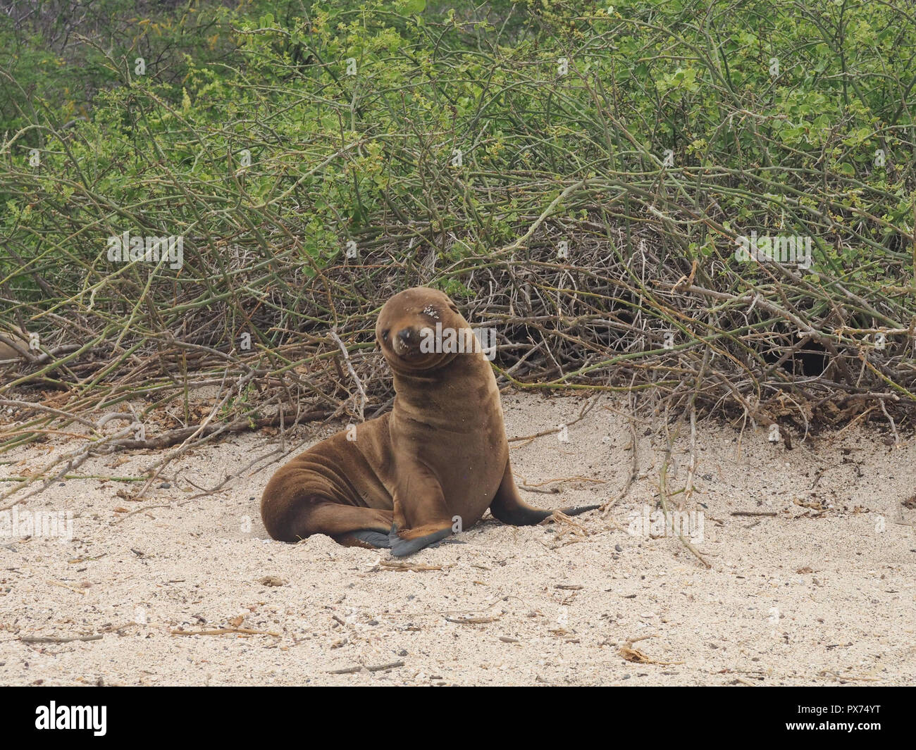 Baby seal on the beach in Galapagos, Ecuador Stock Photo Alamy