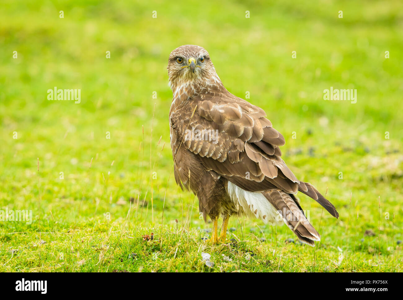 Common Buzzard in the Highlands of Scotland stood on croft land searching the ground for grubs.  Scientific name:  Buteo buteo.  Horizontal. Day time Stock Photo