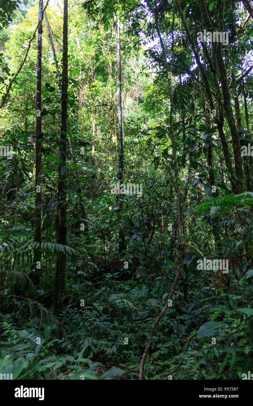 lush green amazon rainforest in ecuador south america Stock Photo - Alamy