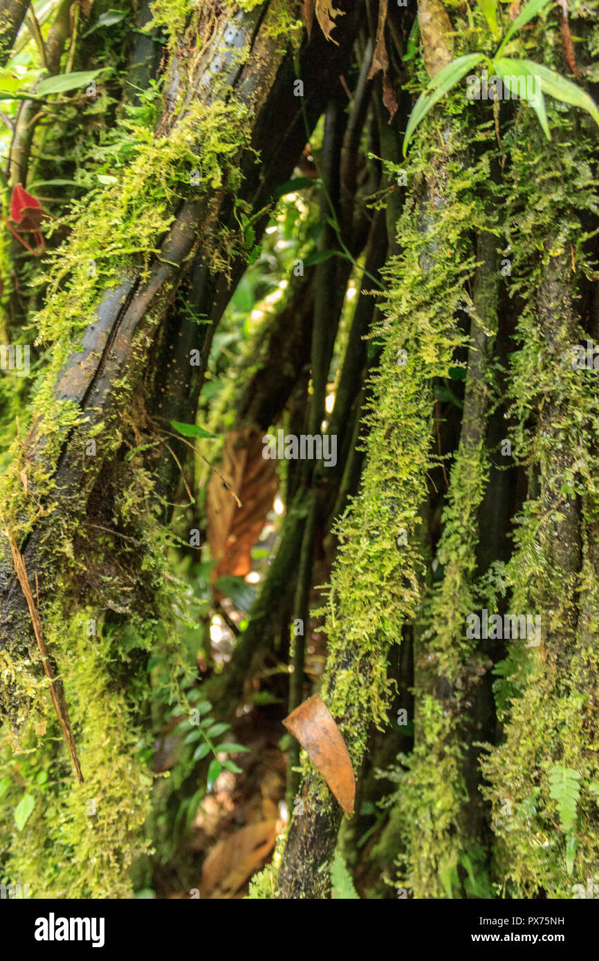 lush green amazon rainforest in ecuador south america Stock Photo - Alamy