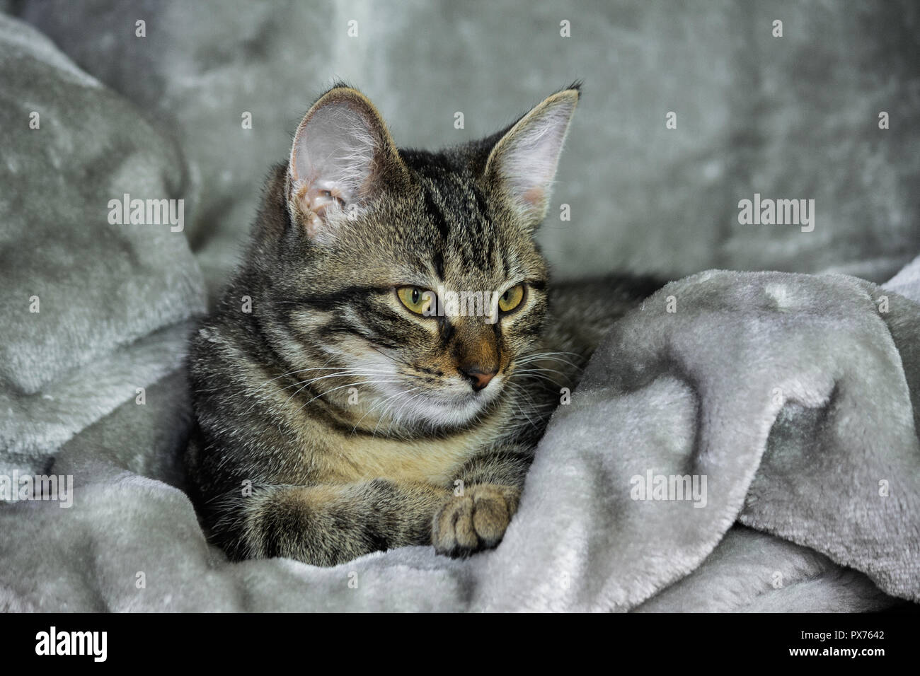 small mongrel striped kitten is lying on a gray rug, calmly, wrapped in a warm material, drowsy, yellow with green eyes and an orange nose, close-up, Stock Photo