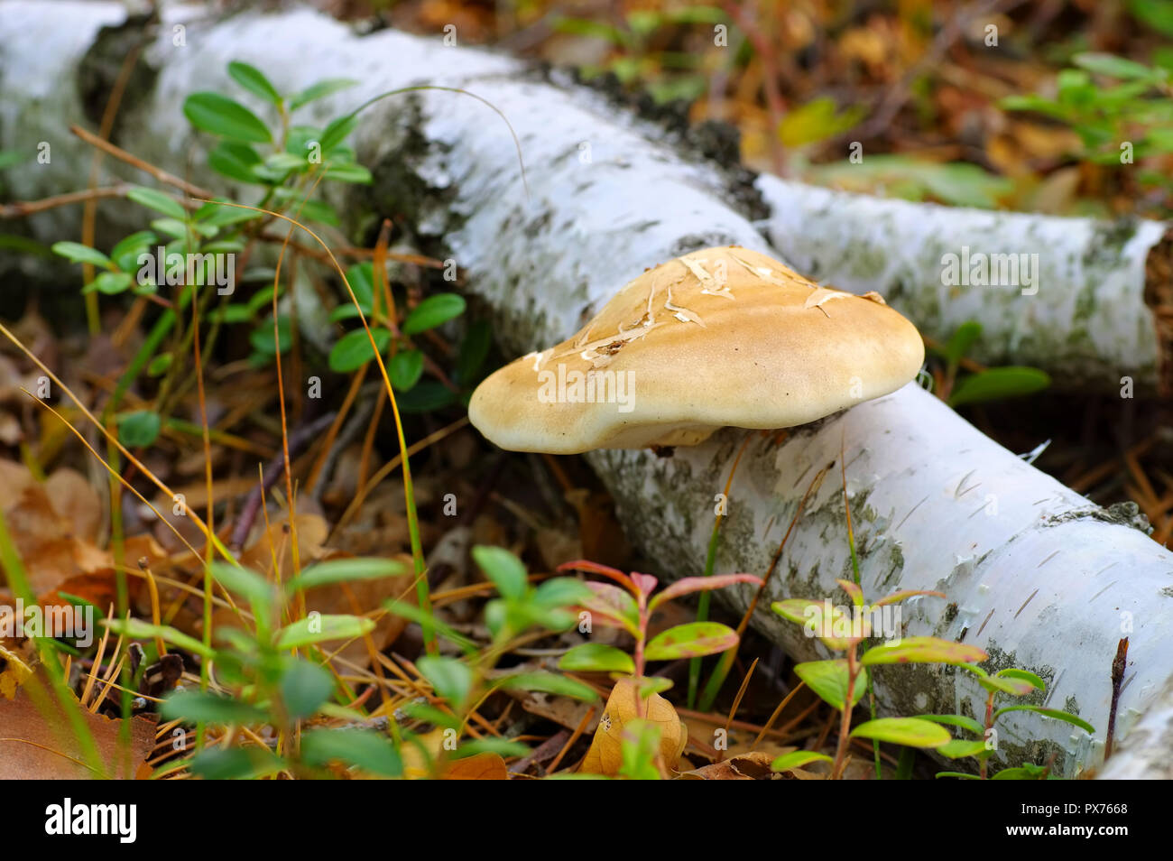birch polypore or Fomitopsis betulina in autumn forest Stock Photo