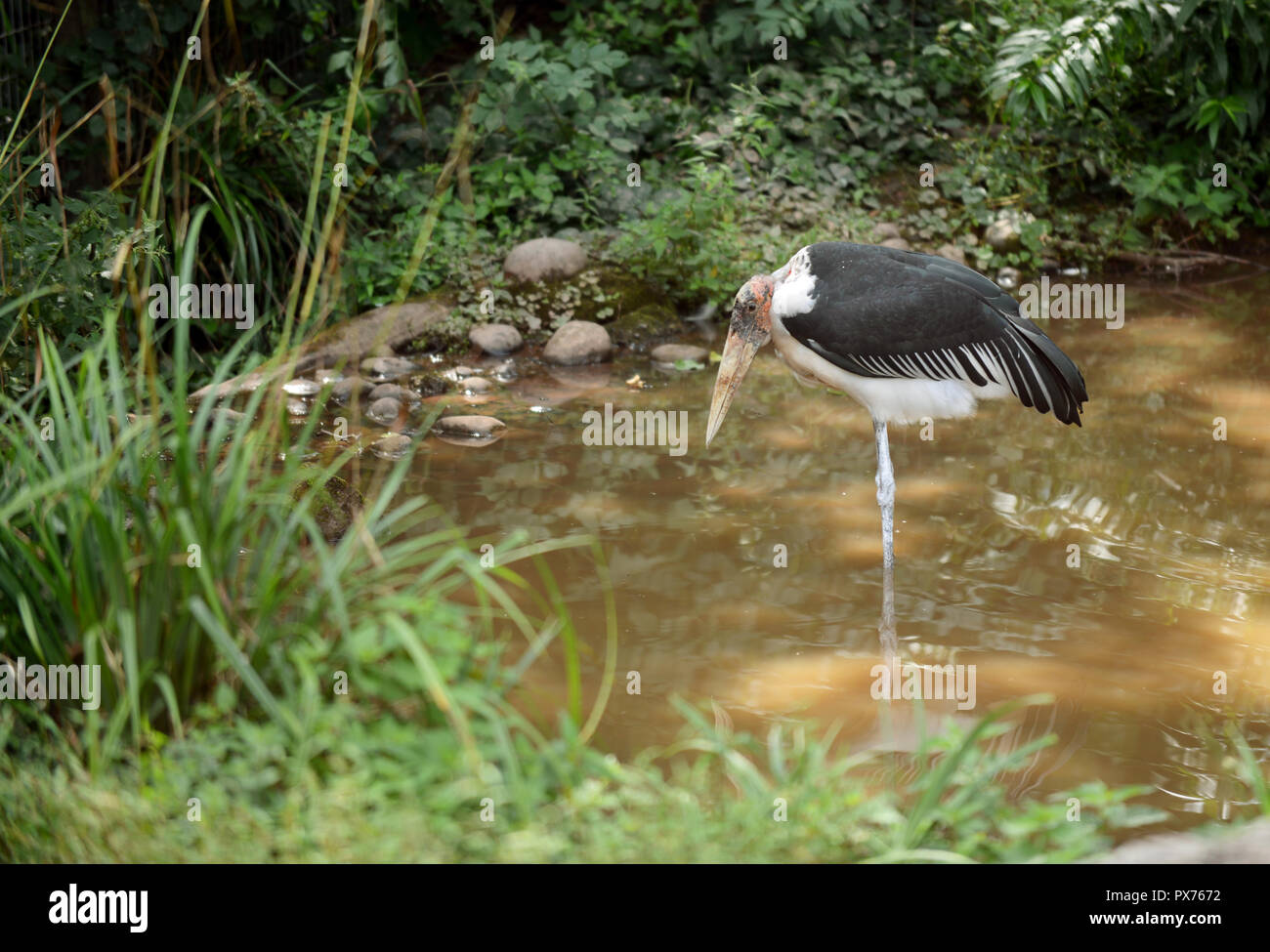 Marabou Stork in Vogelpark, Steinen, Germany Stock Photo