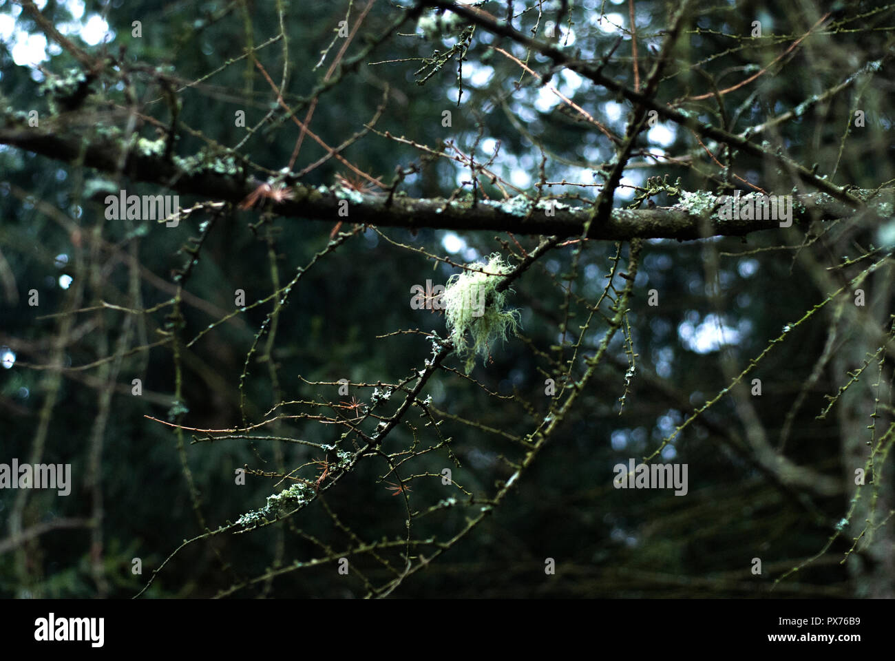 Usnea lichen, old man's beard, on European larch, Larix decidua, twig Stock Photo