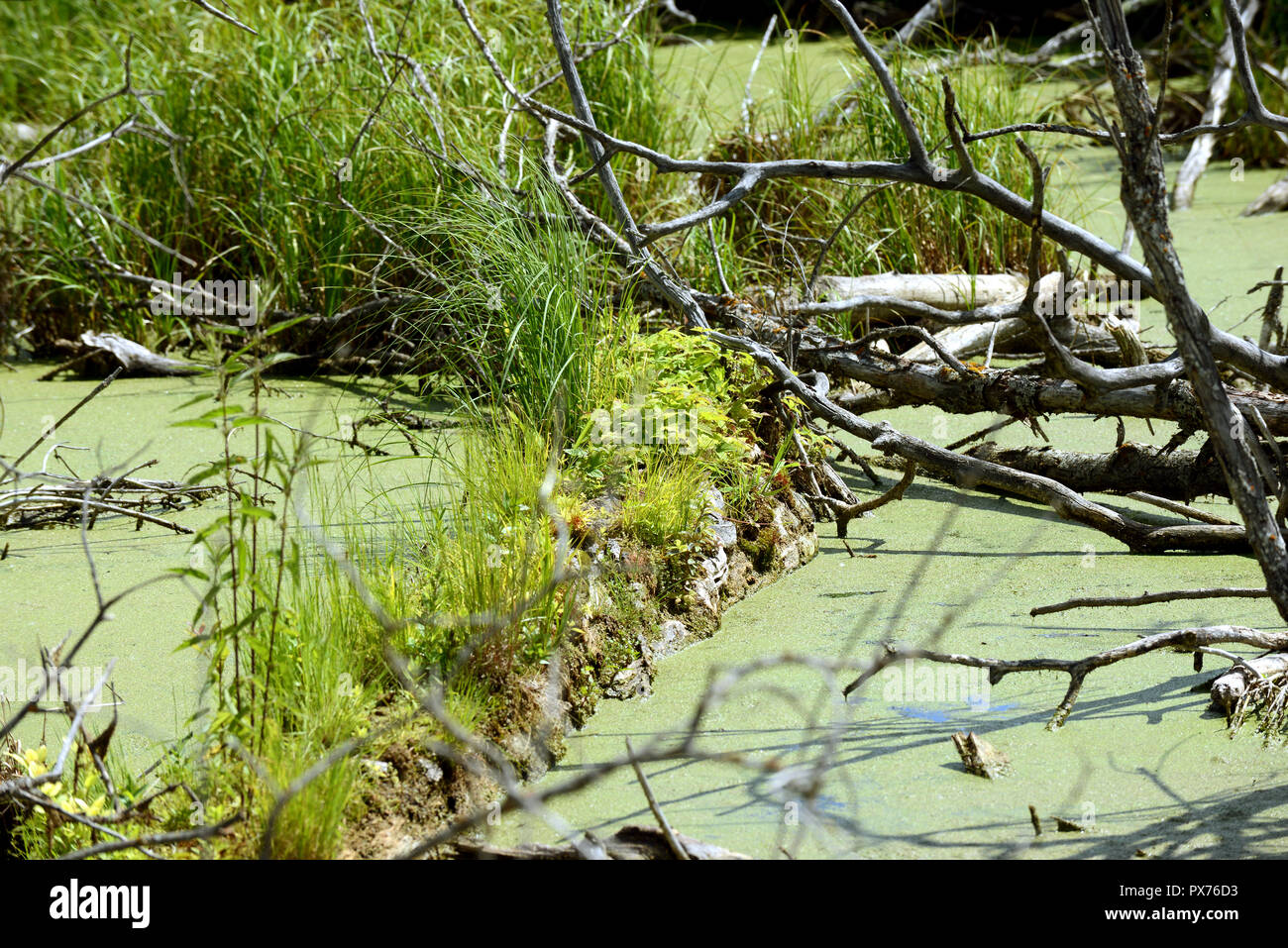 Marshland in greenwater lake, Saskatchewan, Canada Stock Photo