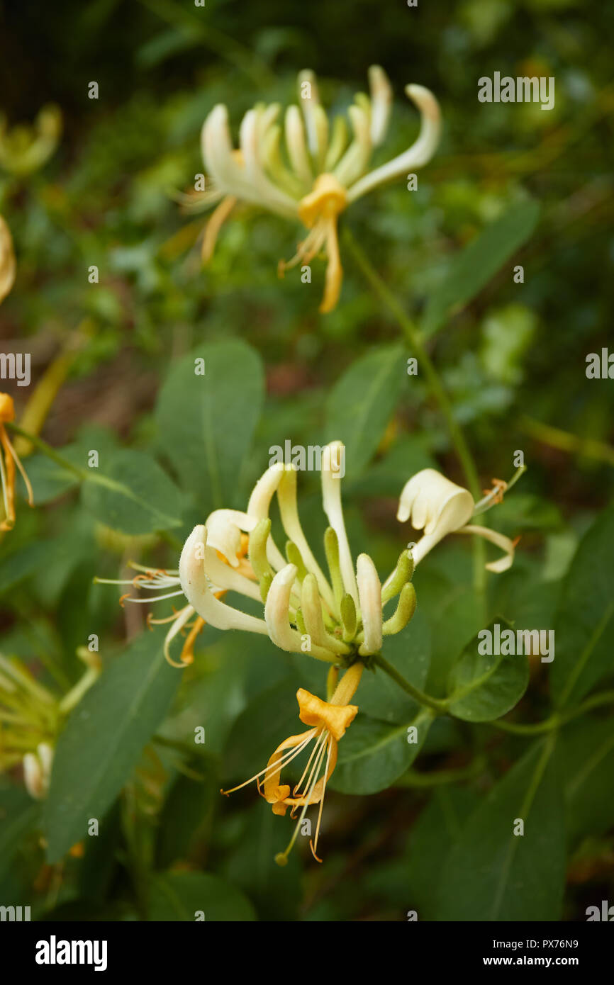Honeysuckle flowers and leaves Stock Photo