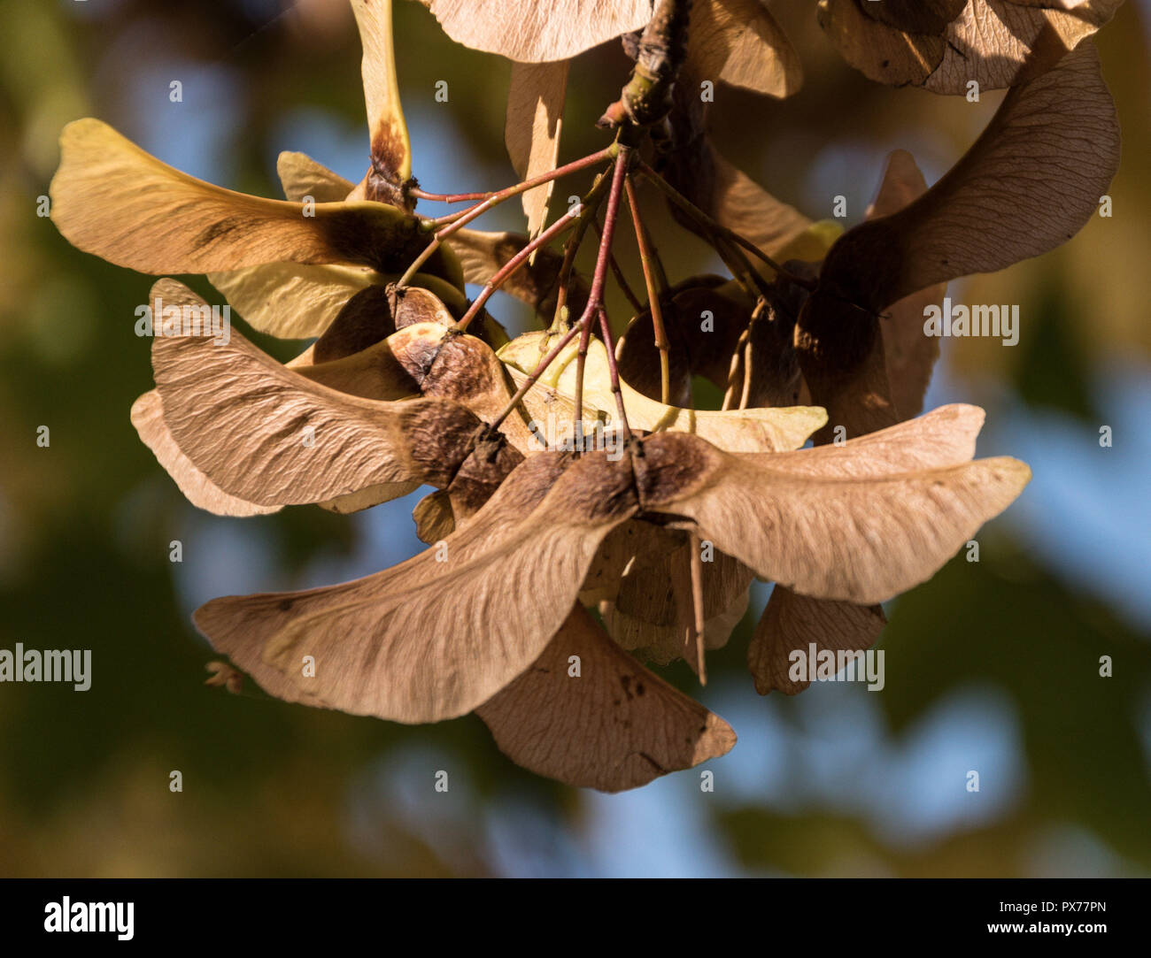 Sycamore maple hires stock photography and images Alamy