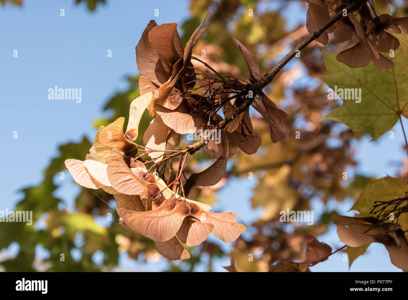 Sycamore Maple High Resolution Stock Photography And Images Alamy Sycamore Maple High Resolution Stock Photography And Images Alamy