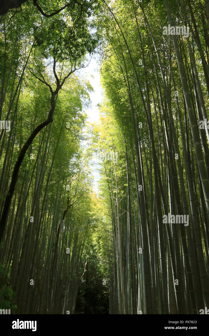 Bamboo Road in Kyoto, Arashiyama Stock Photo Alamy