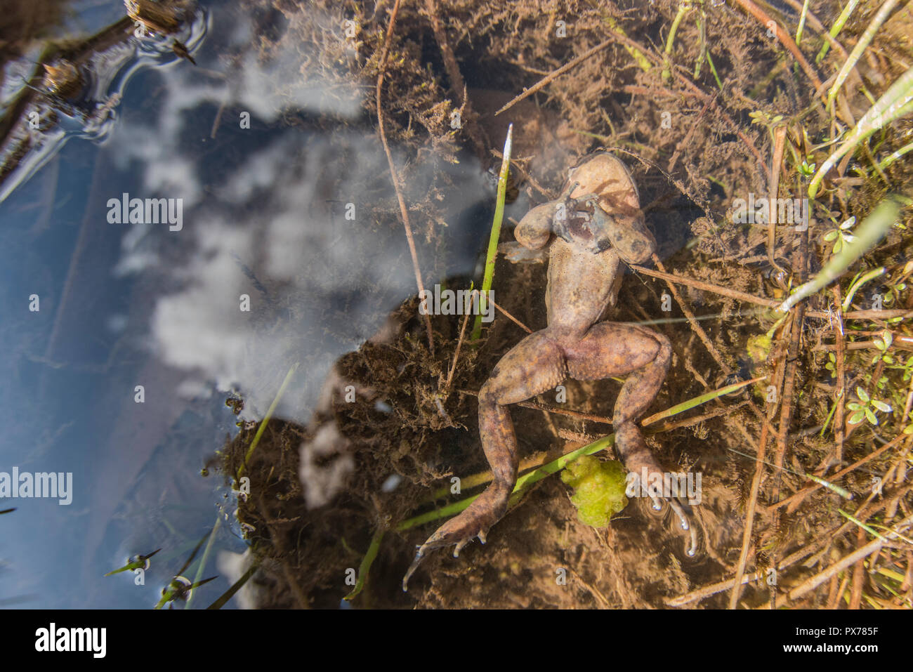 Frog Dead Body Stock Photos - 590 Images