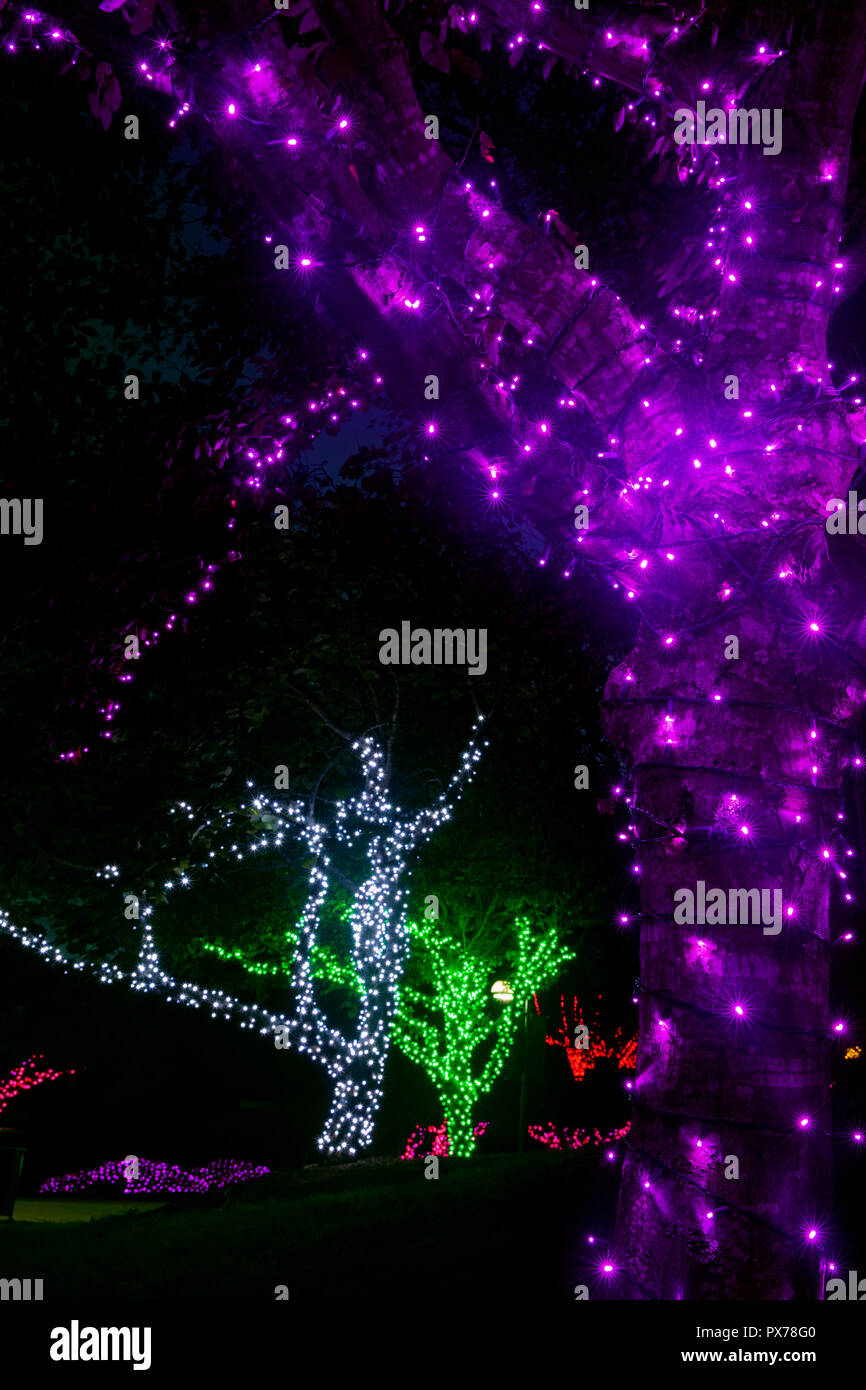 Tree trunks wrapped in colorful holiday lights North Carolina