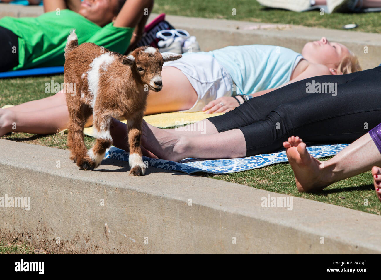 Suwanee, GA, USA - April 29, 2018:  A baby goat walks on a curb in front of women stretching in a goat yoga event at a public park on April 29, 2018. Stock Photo