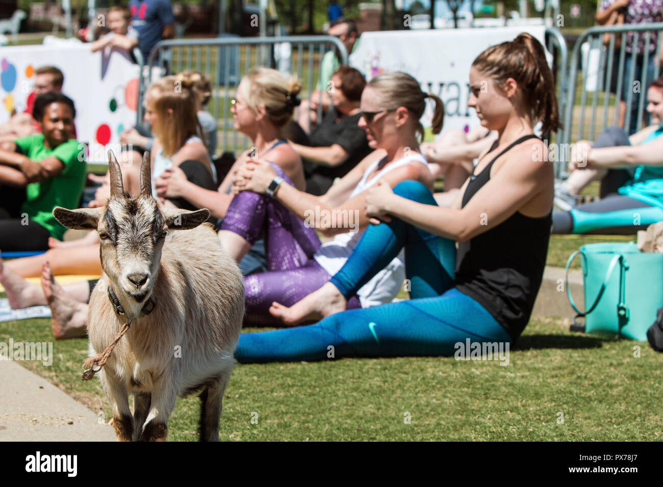 Suwanee, GA, USA - April 29, 2018:  A goat stands among women stretching in a goat yoga event at a public park on April 29, 2018 in Suwanee, GA. Stock Photo
