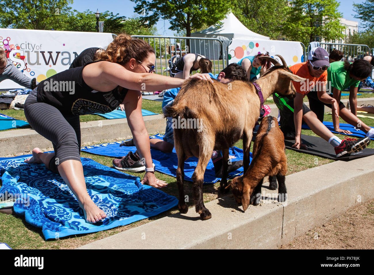 Suwanee, GA, USA - April 29, 2018:  A woman pets a goat while stretching at a goat yoga class in a public park on April 29, 2018 in Suwanee, GA. Stock Photo