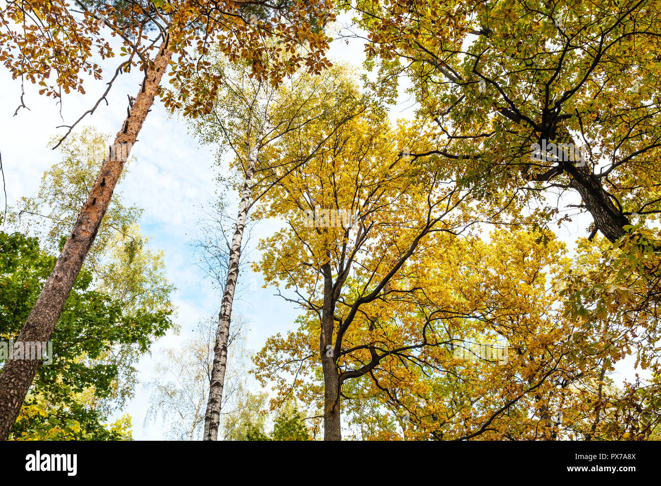 bottom view of tops of pine, birch, oak trees in forest of ...