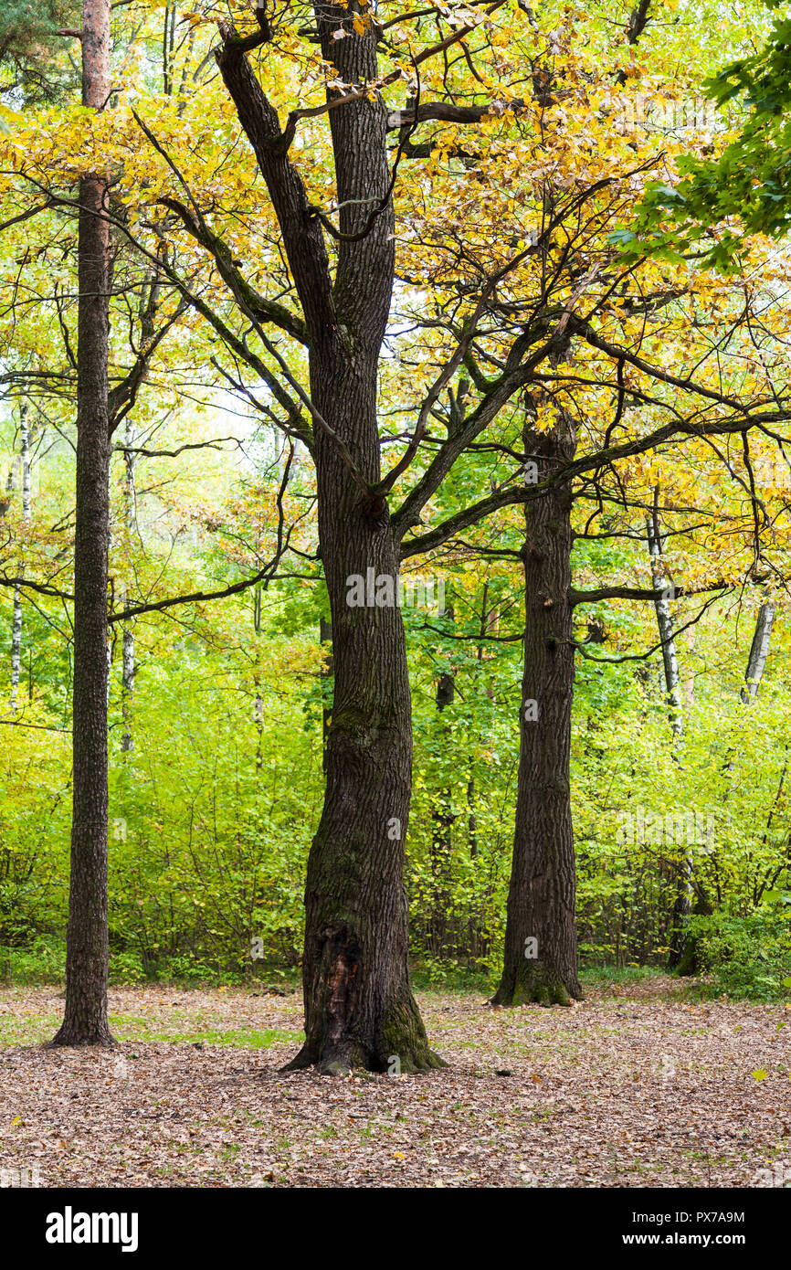 oak and pine trees in forest of Timiryazevsky Park in sunny october day ...