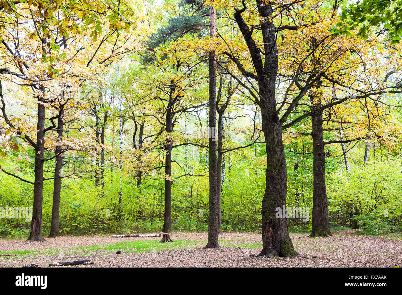 oak grove in forest of Timiryazevsky Park in sunny october day Stock ...