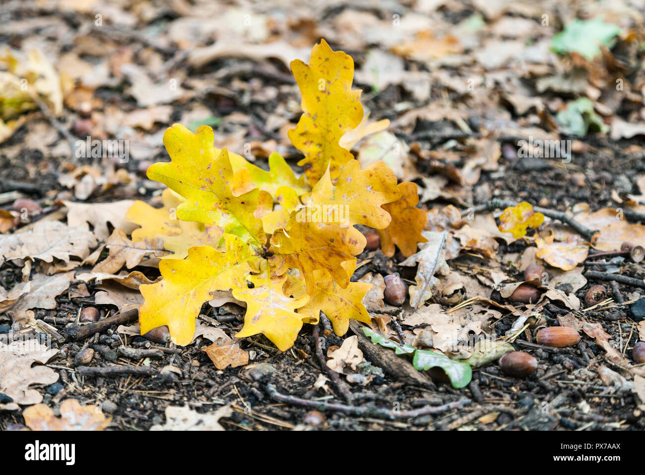 Fallen Yellow Oak Leaves In Leaf Litter In Forest Of Timiryazevsky Park