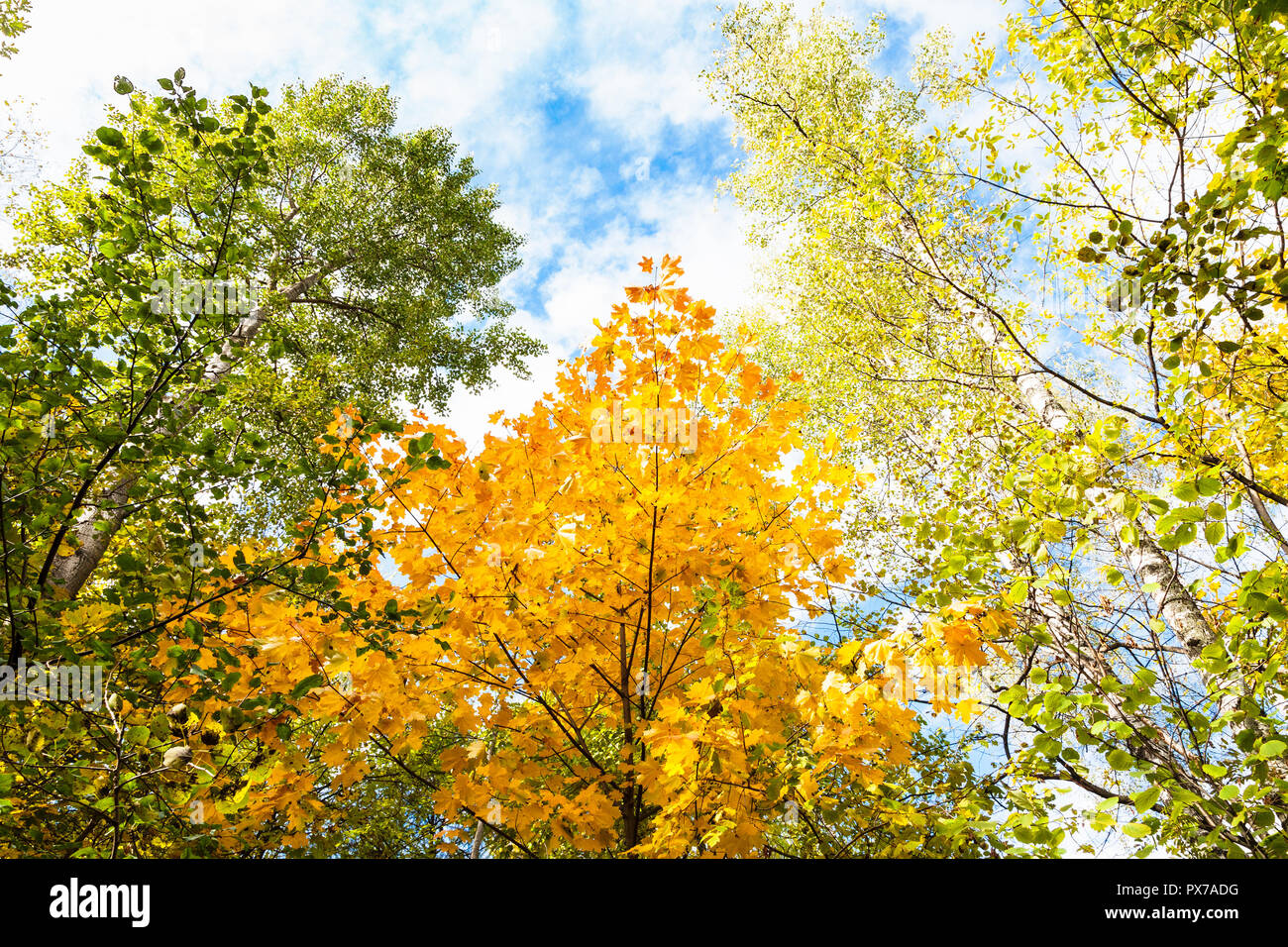 Forest aspen maple trees in hi-res stock photography and Forest aspen maple trees in hi-res stock photography and