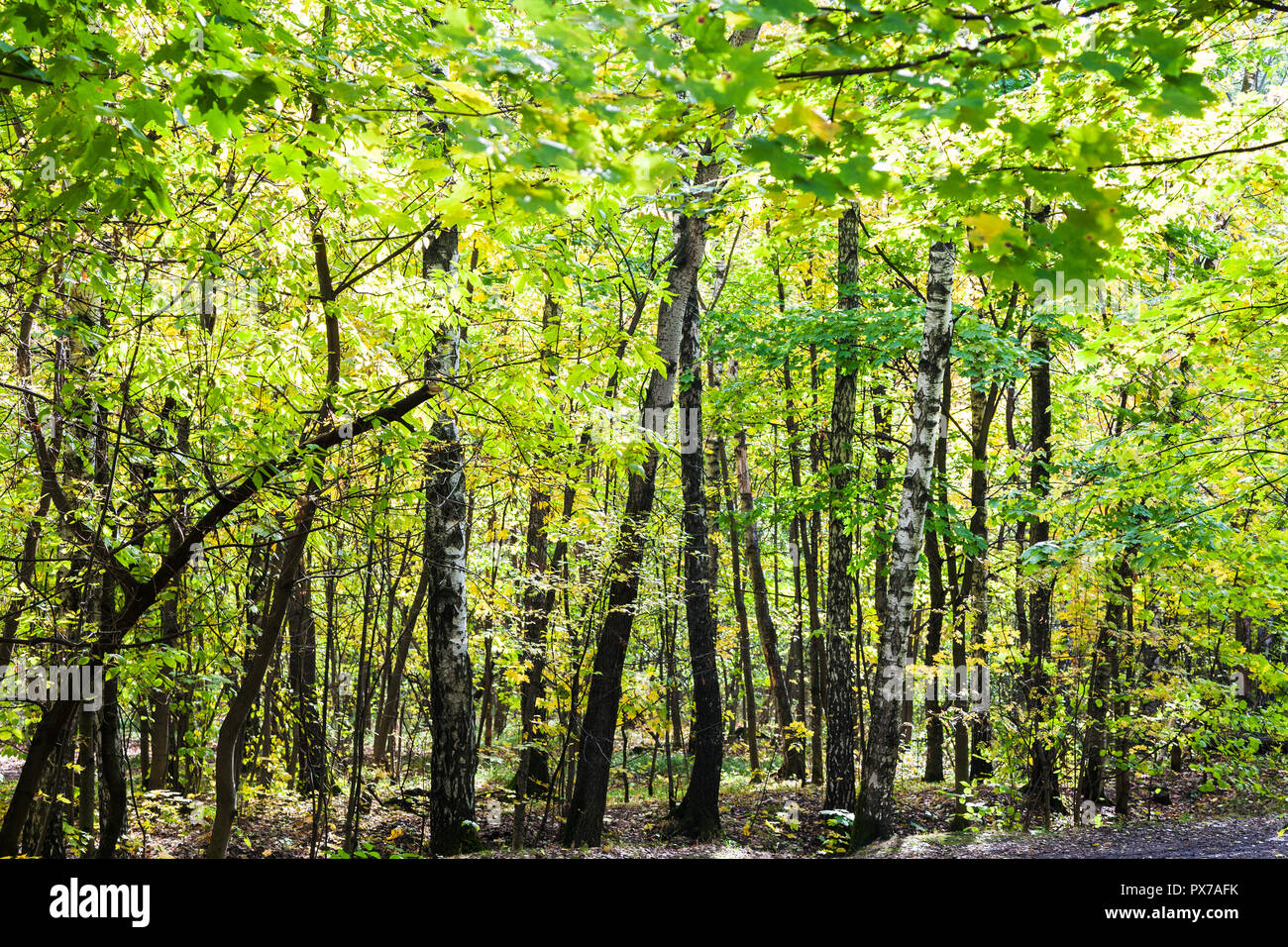 dense group of trees in forest of Timiryazevsky Park in sunny october ...