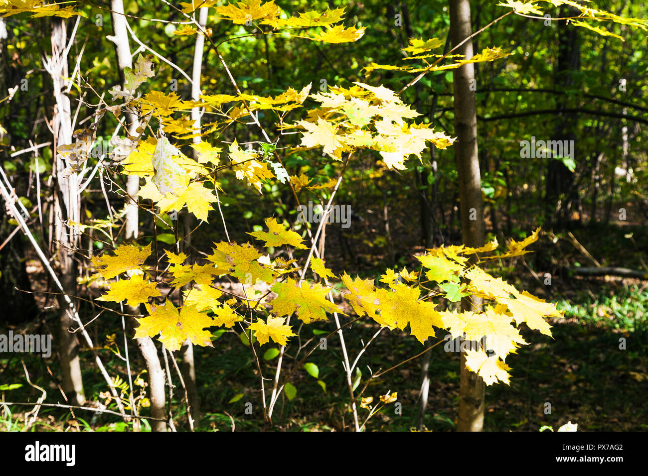 yellow autumn maple leaves lit by sun in forest of Timiryazevsky Park ...