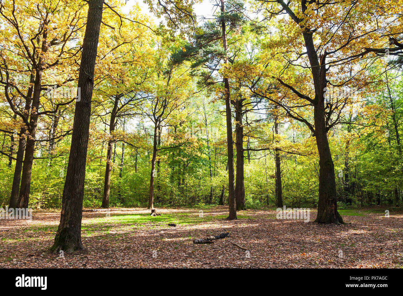oak meadow in forest of Timiryazevsky Park in sunny october day Stock Photo  - Alamy