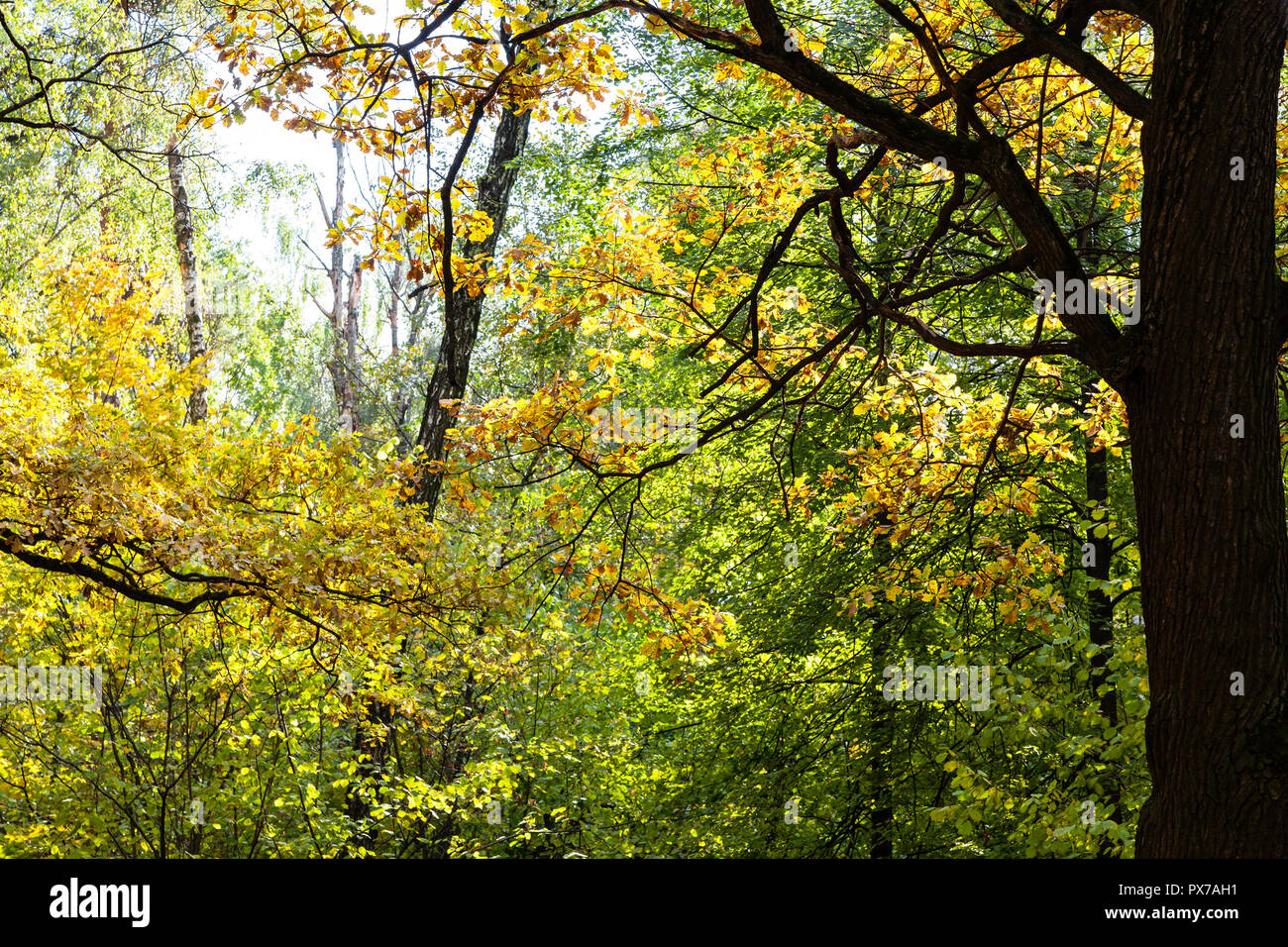 oak tree in dense forest of Timiryazevsky Park in sunny october day ...