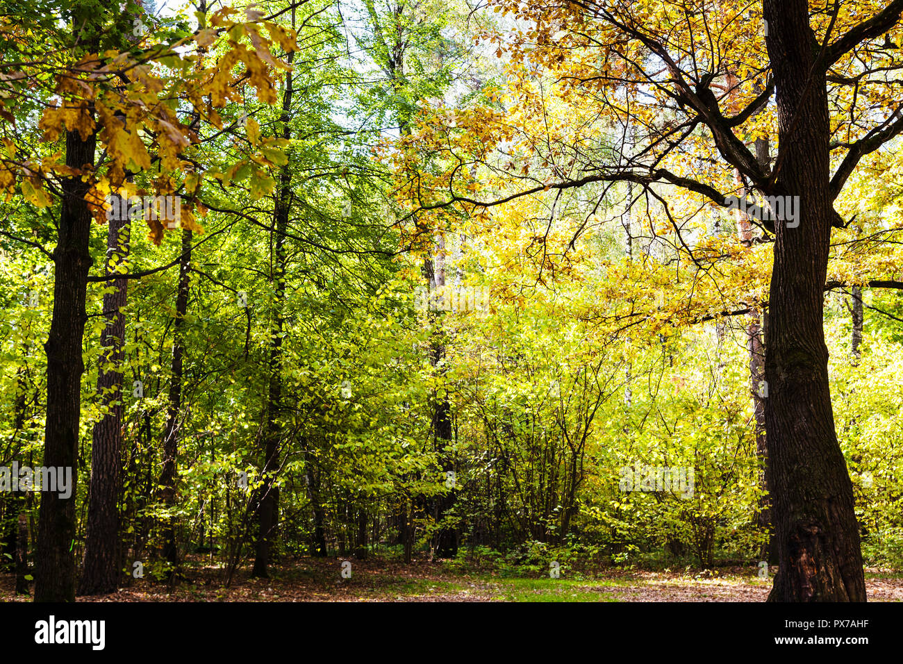 oak tree lit by sun on meadow in forest of Timiryazevsky Park in sunny ...