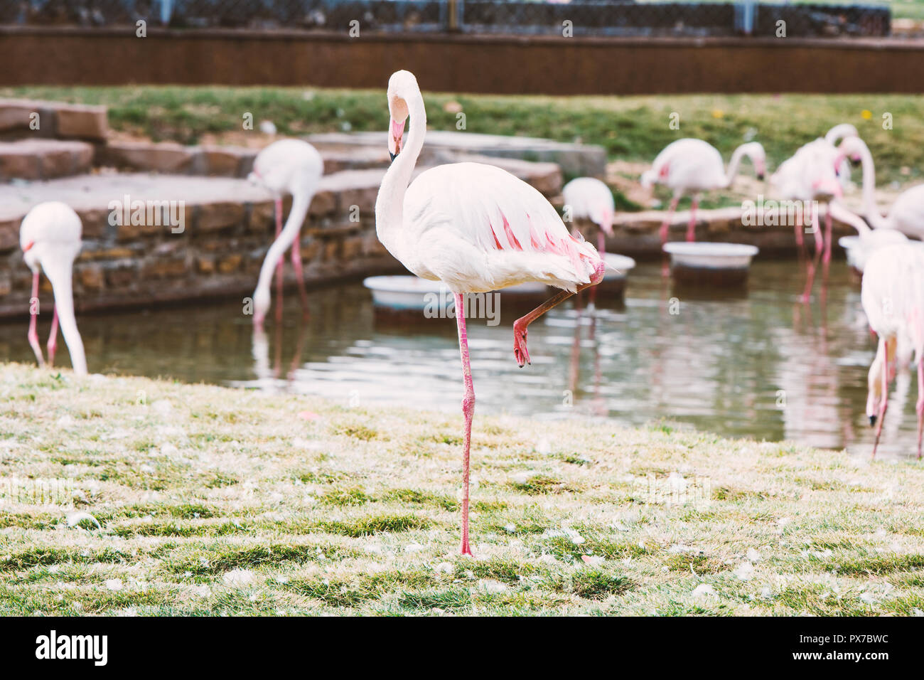 Flamingo illustration hi-res stock photography and images - Alamy