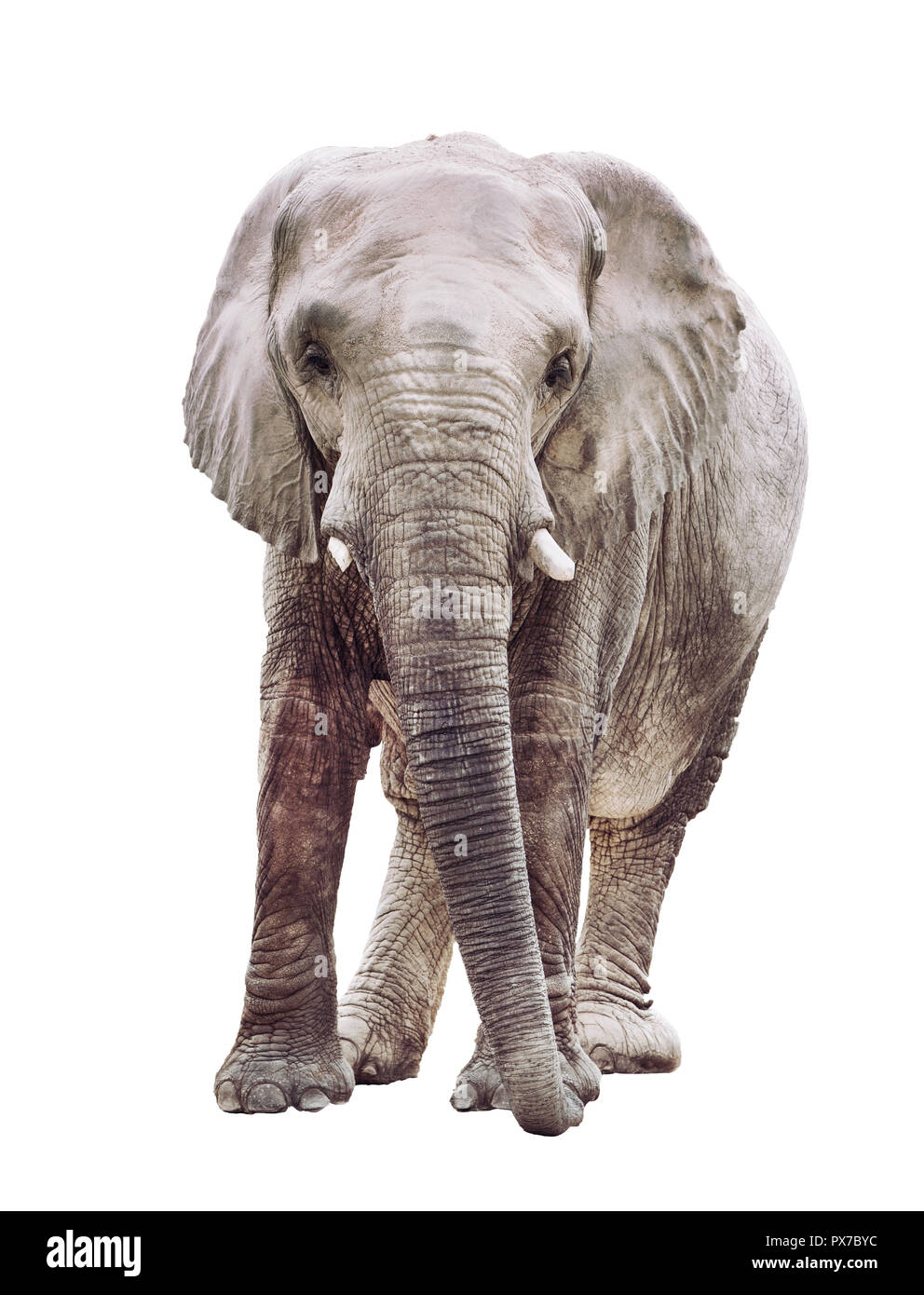 an elephant isolated on white background Stock Photo