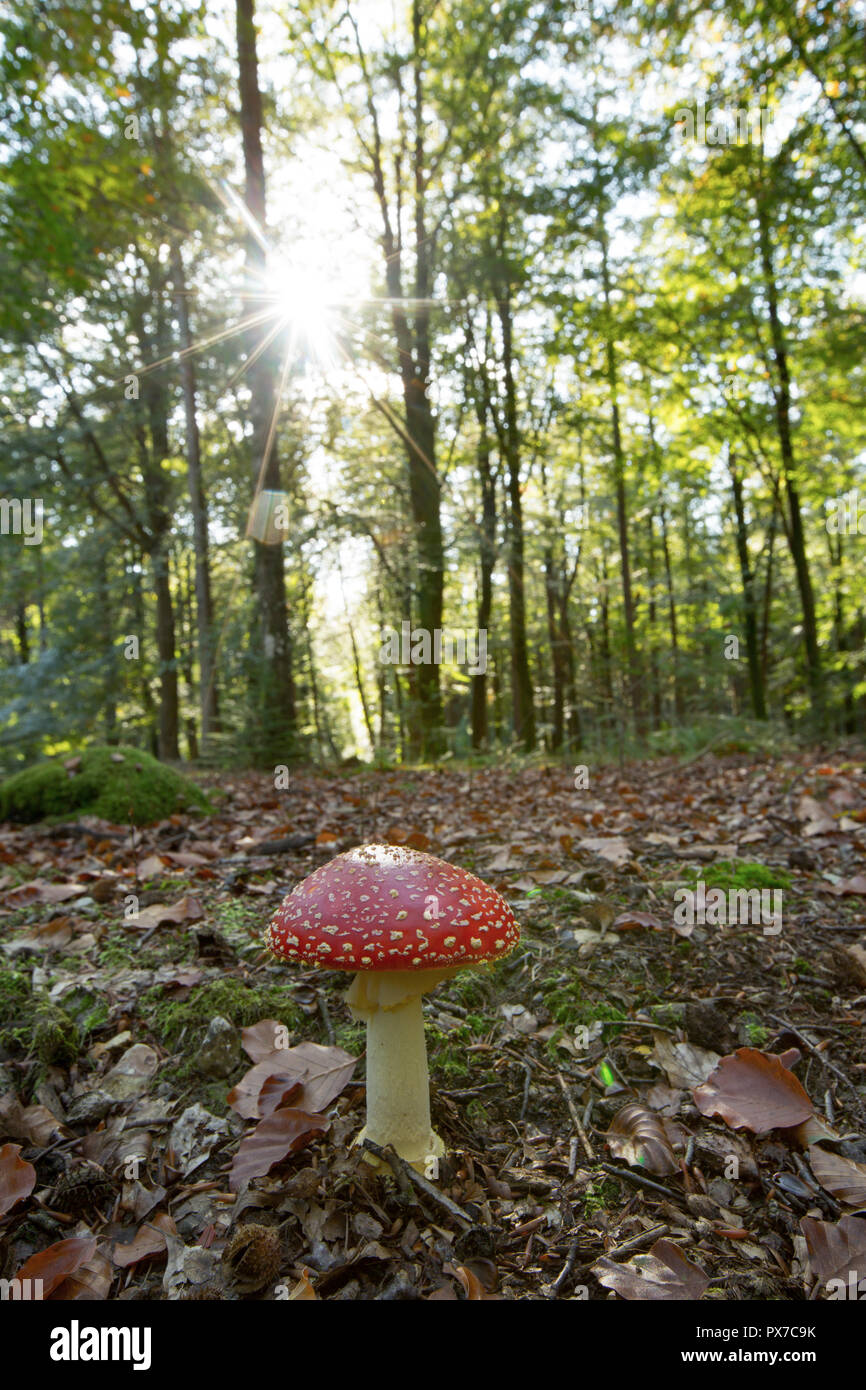 A fly agaric toadstool, Amanita muscaria, growing in the New Forest in Hampshire England UK GB Stock Photo