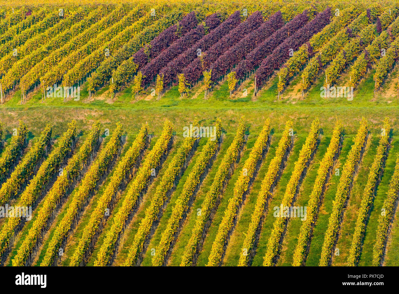 Picturesque vineyards in autumn colors around Ballrechten-Dottingen Germany. Stock Photo