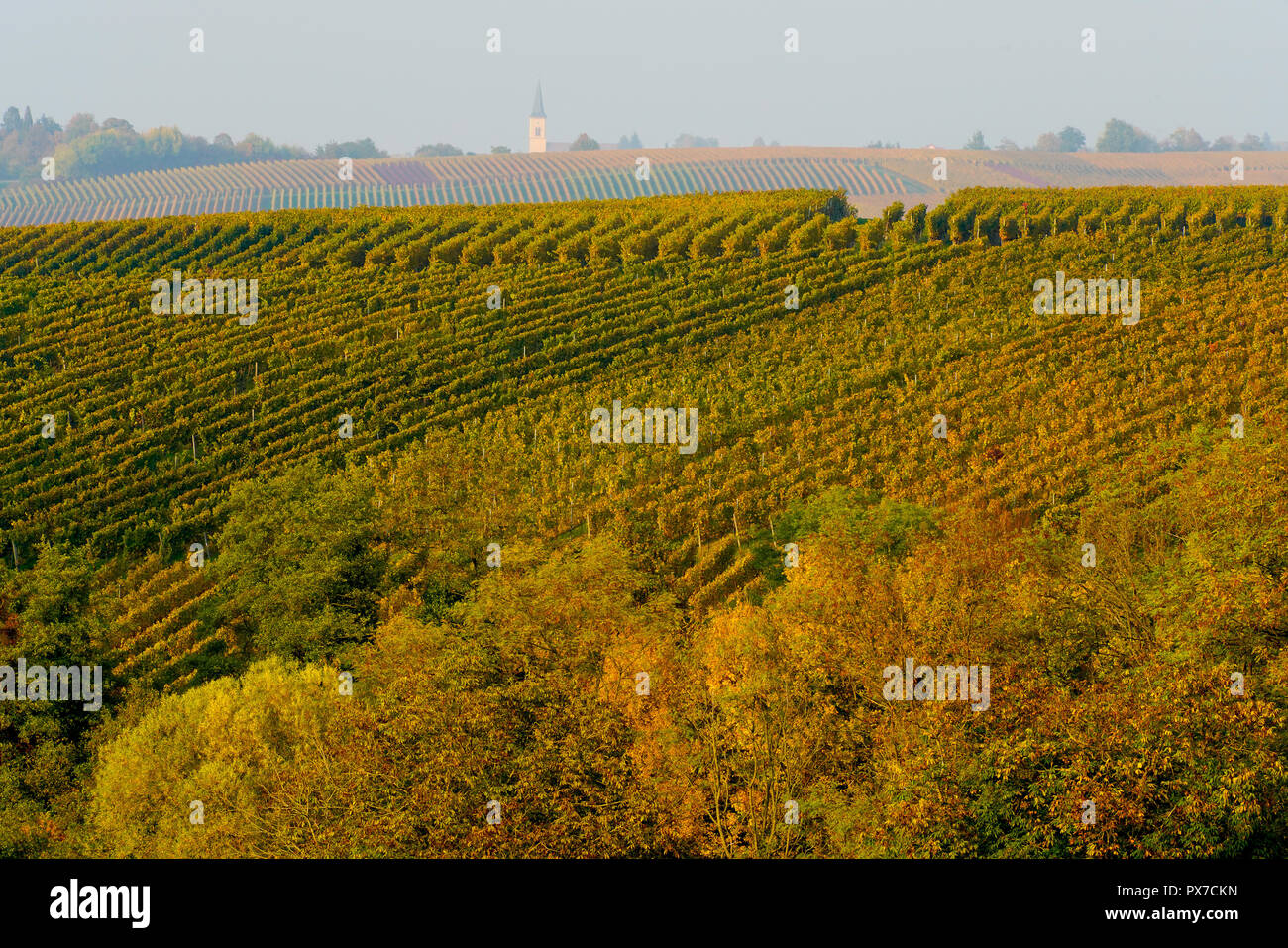 Picturesque vineyards in autumn colors around Ballrechten-Dottingen Germany. Stock Photo