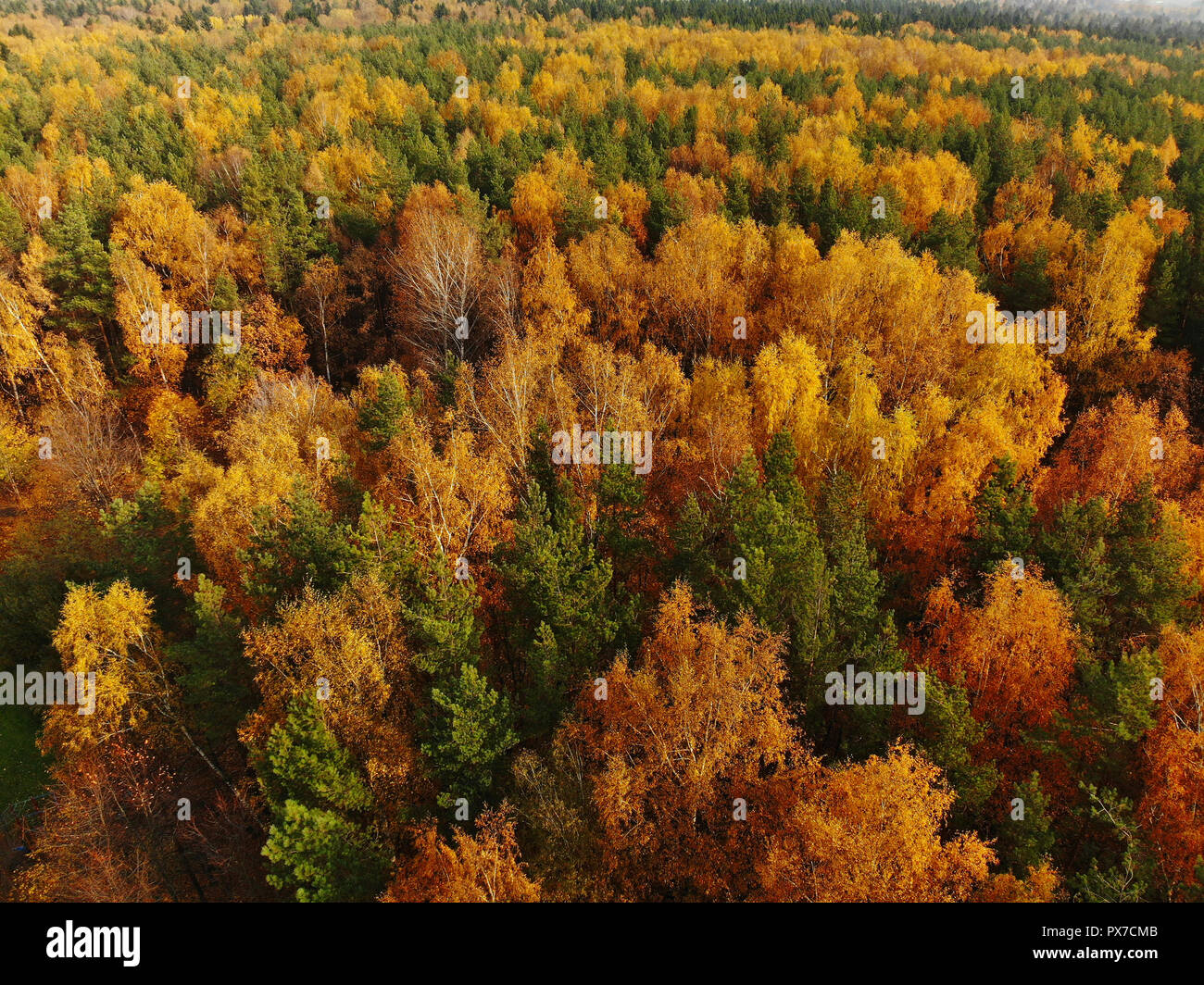 Deciduous coniferous trees hires stock photography and images Alamy