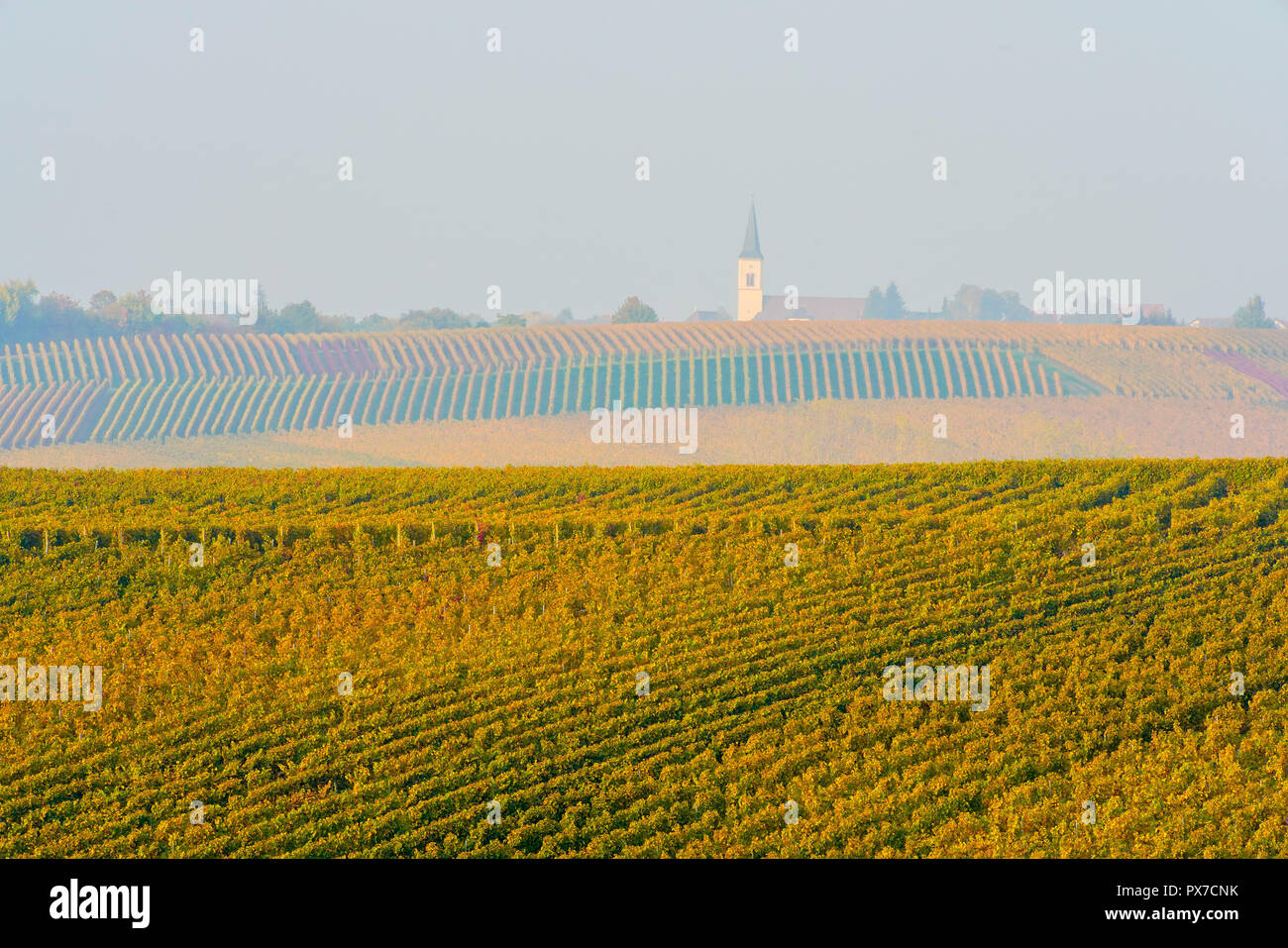 Picturesque vineyards in autumn colors, Grunern village in background, Baden Württemberg, Germany. Stock Photo