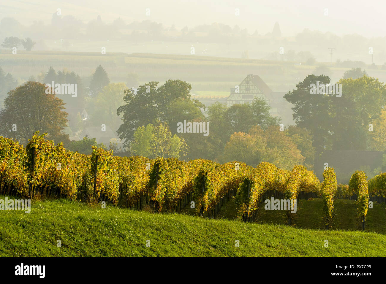 Picturesque vineyards in autumn colors, Britzingen village in background, Baden Württemberg. Germany. Stock Photo