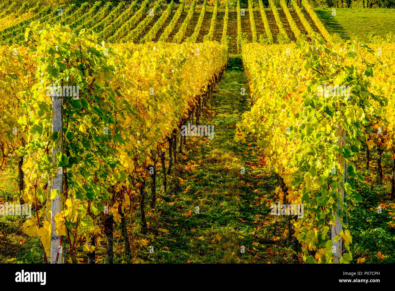 Vineyard in autumn colors. Switzerland. Stock Photo