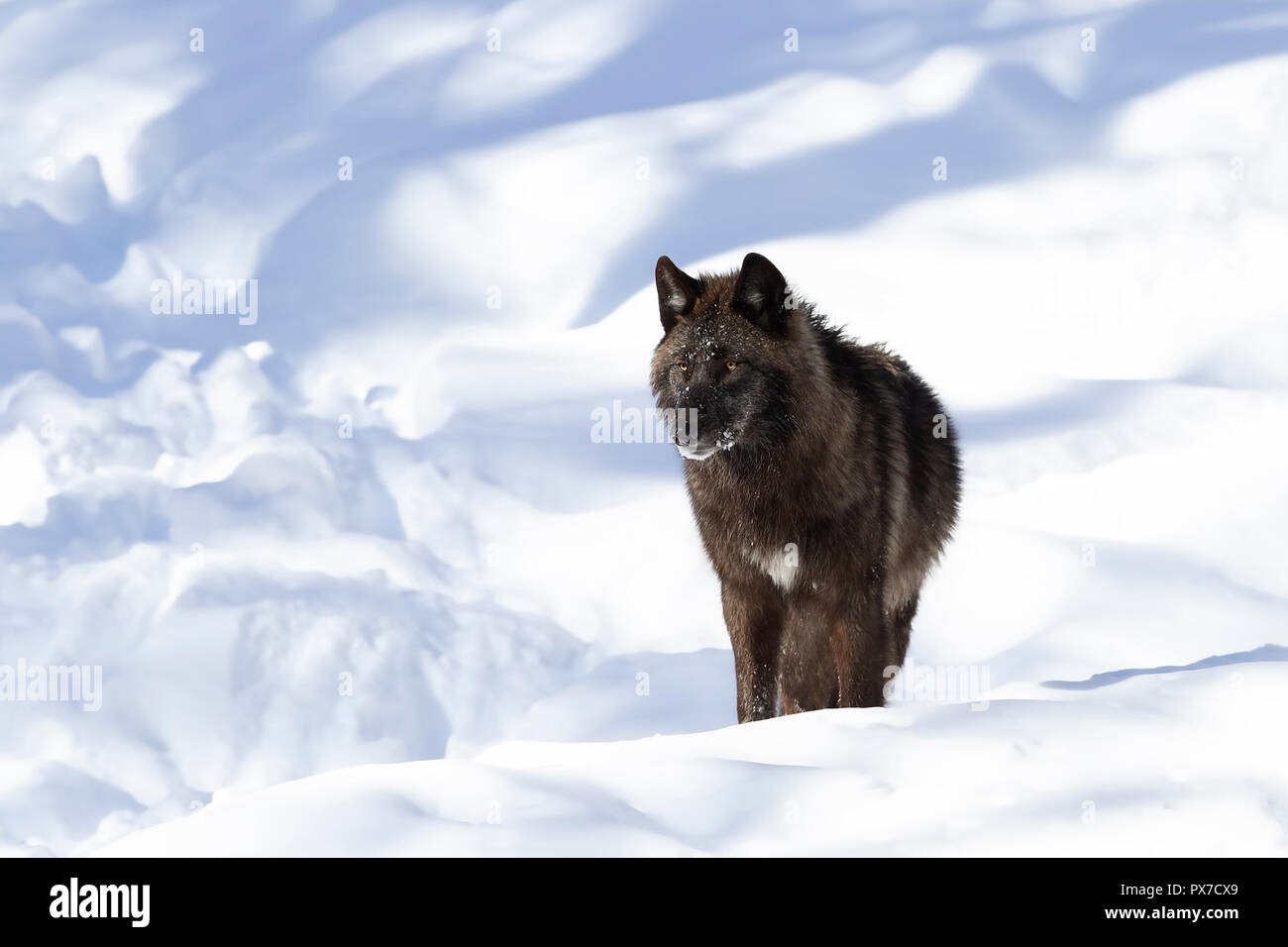 A lone Black wolf (Canis lupus) walking in the winter snow in Canada Stock Photo