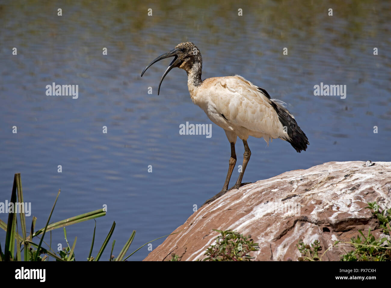 One Sacred ibis Threskiornis aethiopicus Lewa Wildlife Conservancy Kenya Stock Photo