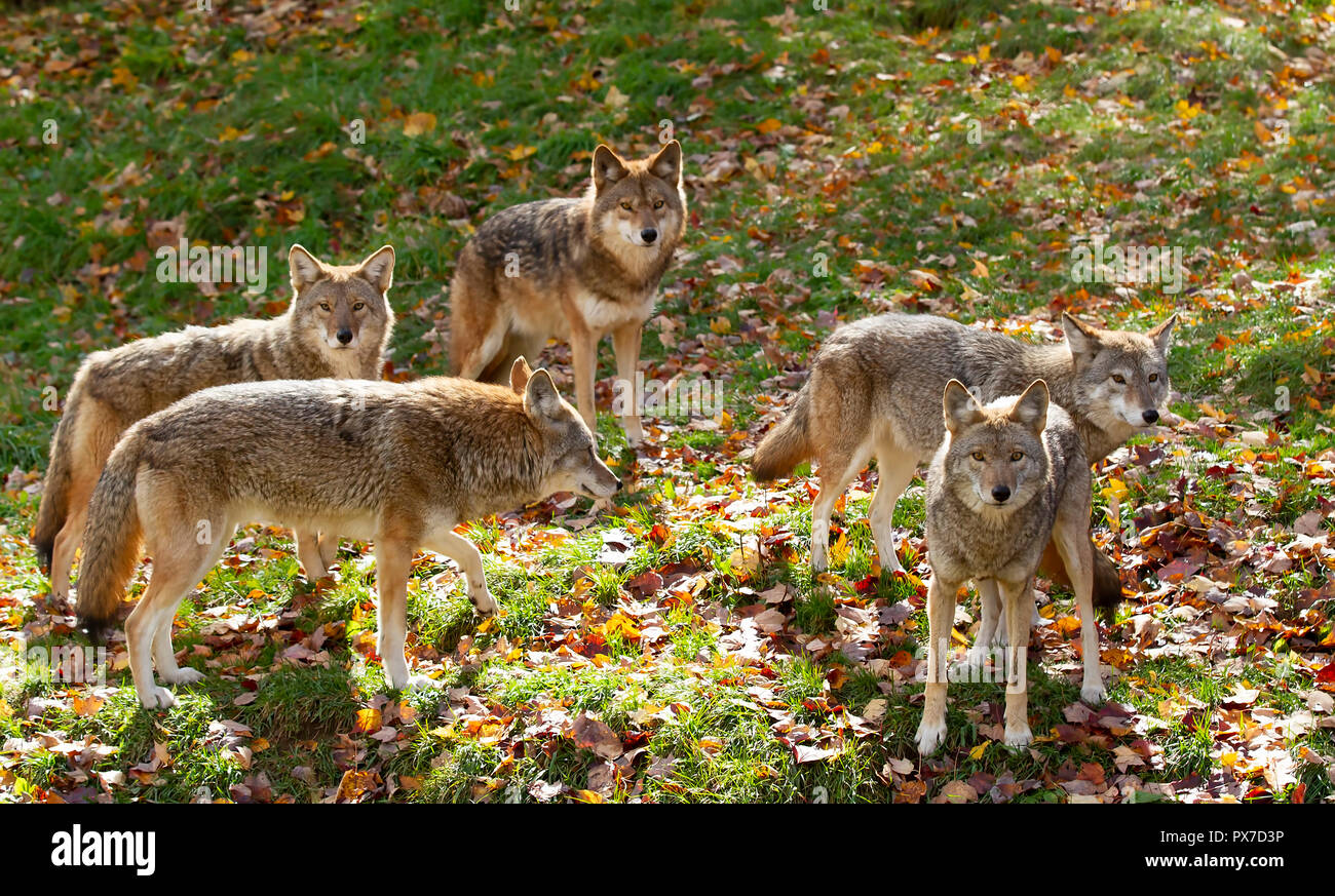 Coyotes (Canis latrans) standing in a grassy green field in the golden light of autumn in Canada Stock Photo