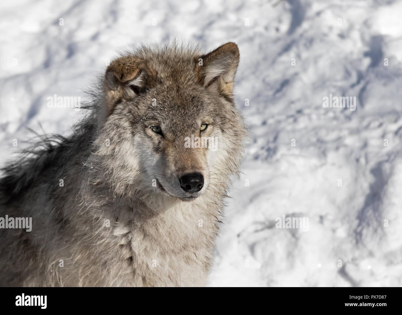 Timber wolf or Grey Wolf (Canis lupus) portrait closeup in winter snow in Canada Stock Photo
