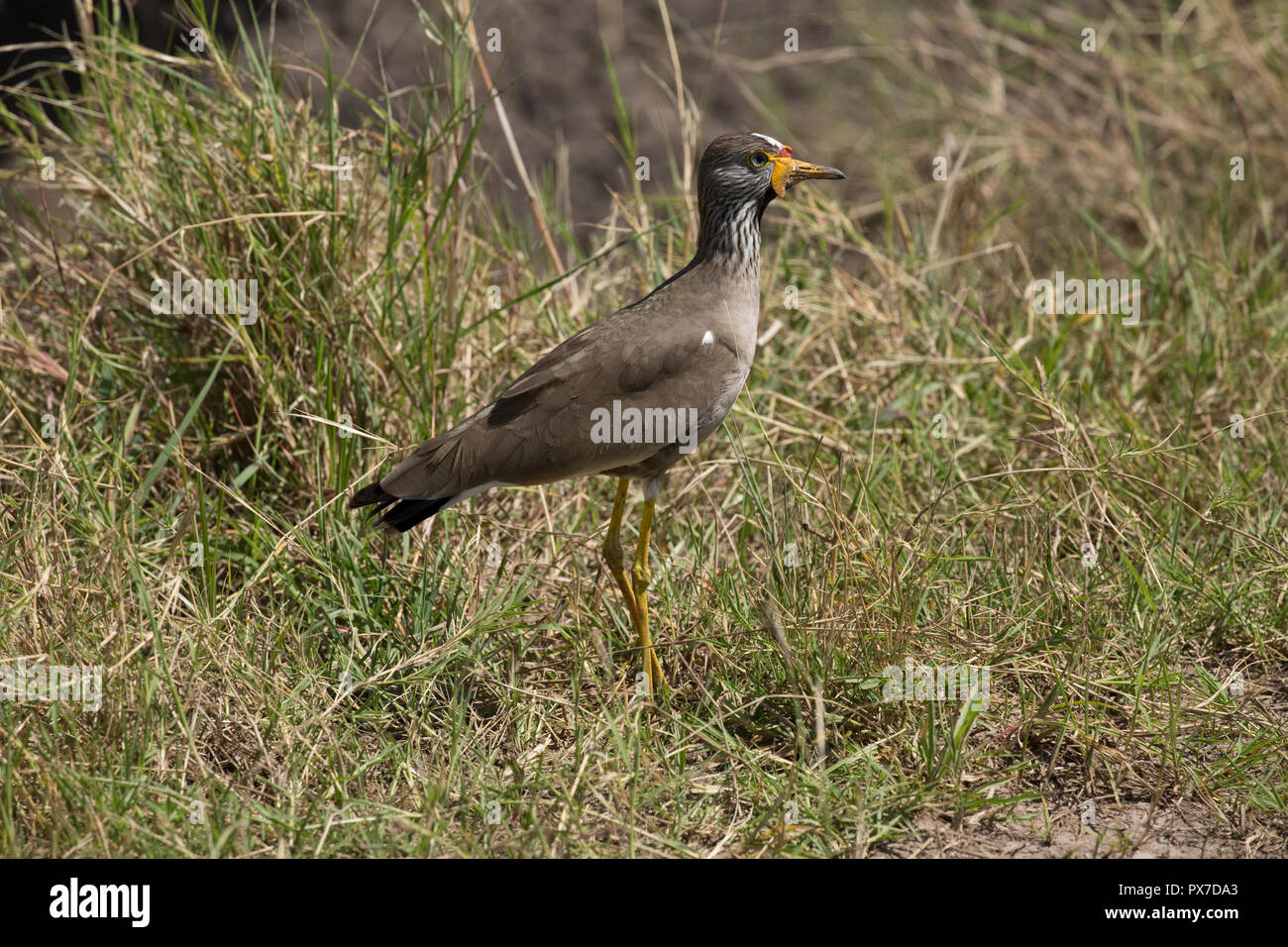 One Yellow-wattled lapwing or plover Vanellus senegallus Masai Mara Kenya Stock Photo