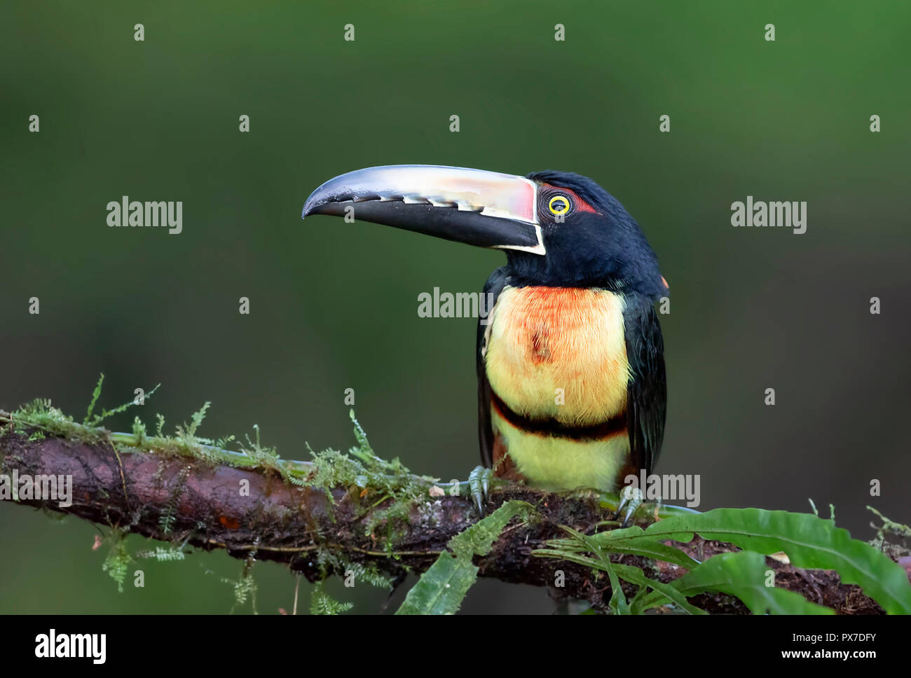 Collared Aracari Toucan (Pteroglossus) perched on a branch in the rainforests of Costa Rica Stock Photo