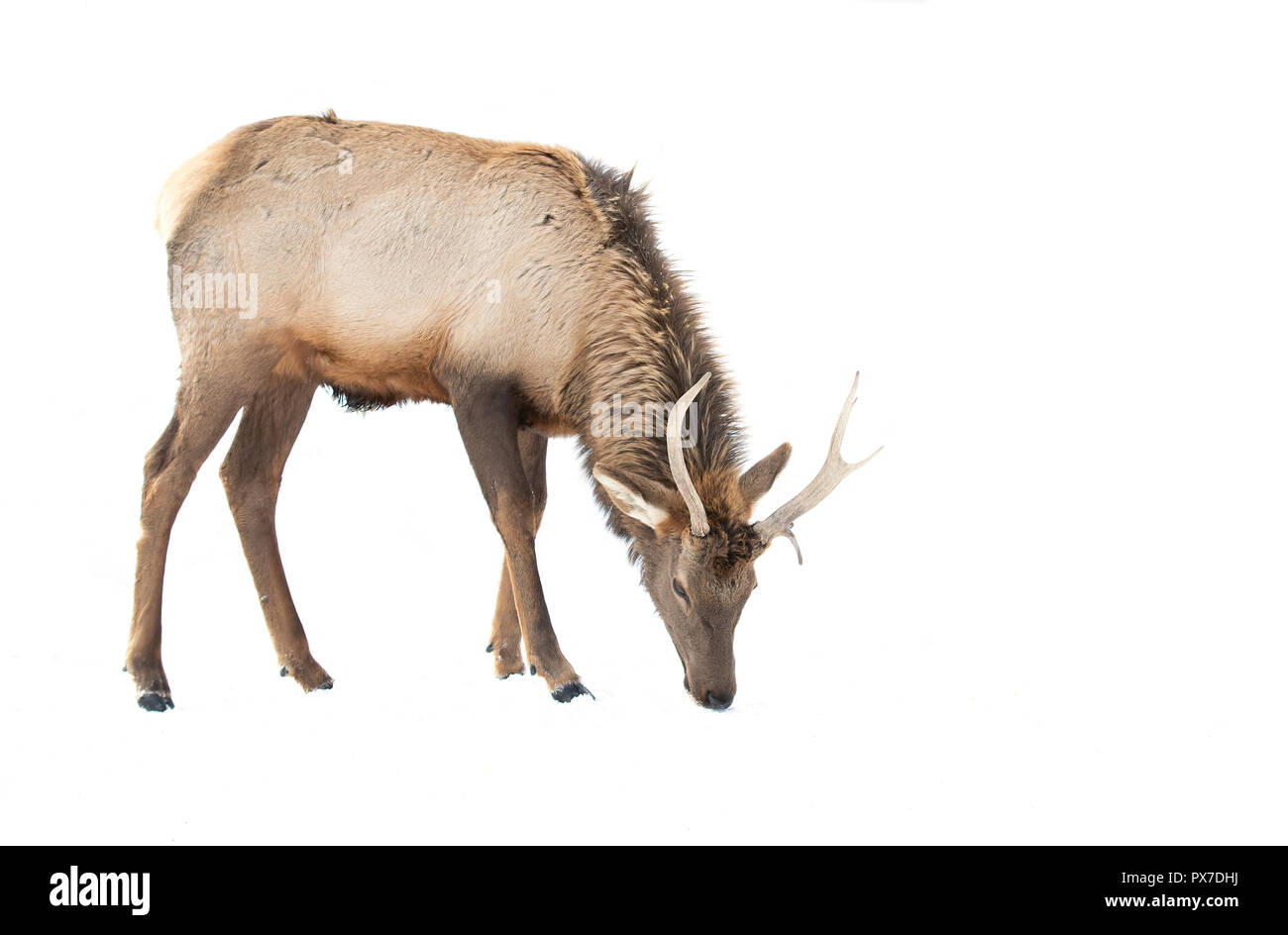 Bull Elk isolated against a white background standing in the winter snow in Canada Stock Photo