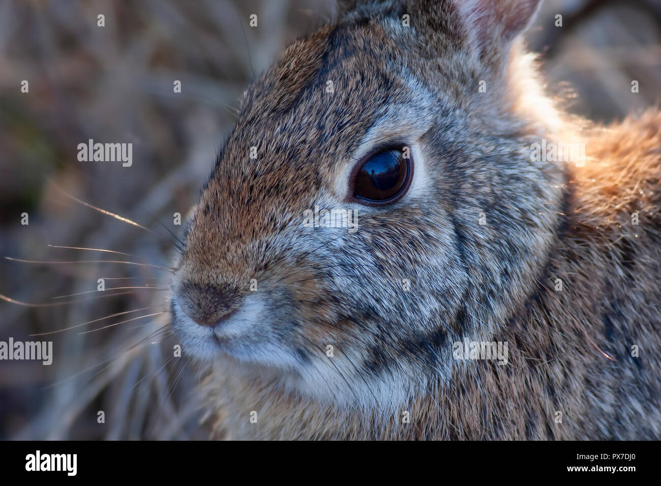 Rabbit feeding in a spring meadow in Canada Stock Photo Alamy